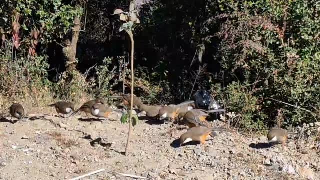 The moment birds stay instead of flying away, you’ve done something right..
(White-throated Laughingthrush enjoying a quiet meal)
#birds #laughingthrush #whitethroatedlaughingthrush #himvanliti #himalayas #uttarakhand #kumaon #natureretreat #ecohome #sustainability #morning