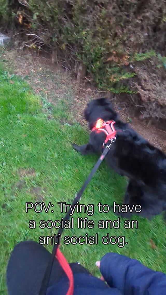 I have very patient friends, who come on Buddy walks with Esme and I.
Esme spends the first 2minutes trying to eat them, then gradually becomes calm, then comfortable, then ignores them completely.
Makes conversation difficult, but it's worth it in the end.
#reactivitytraining #reactivedog #rescuedog
