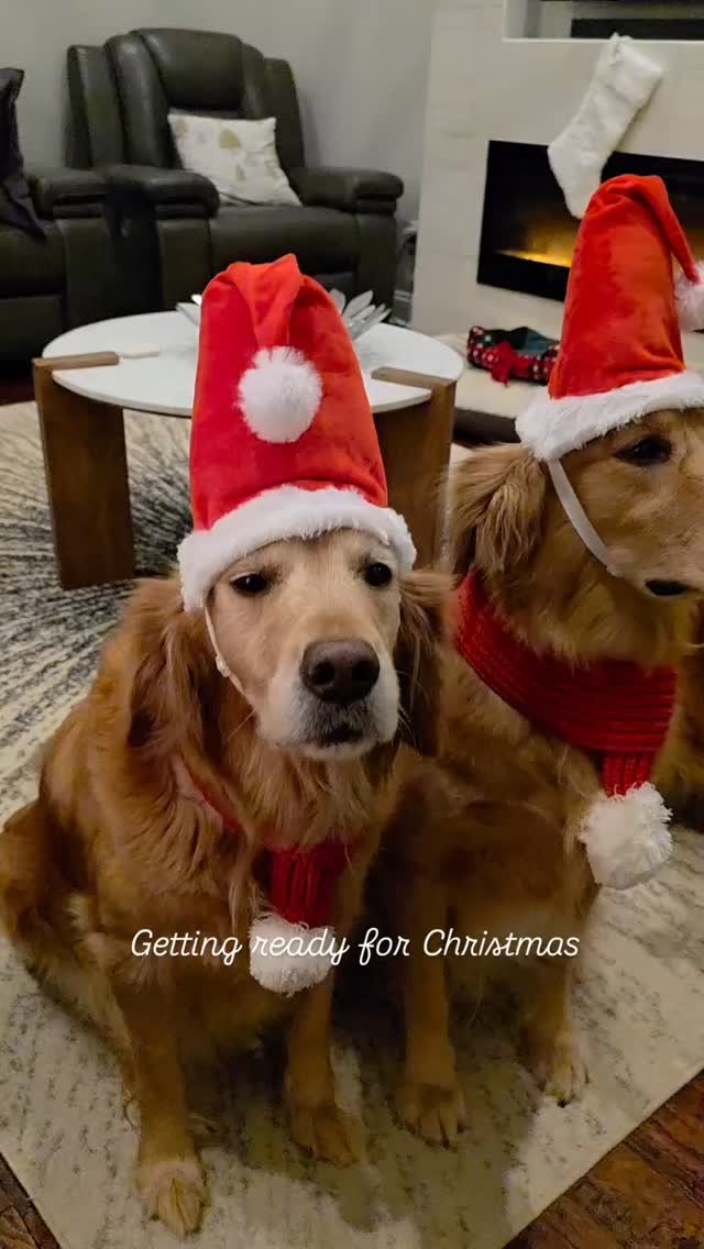 🎄 Christmas cuteness overload! 🐶❤️ All four of our sweet pups are getting into the holiday spirit.