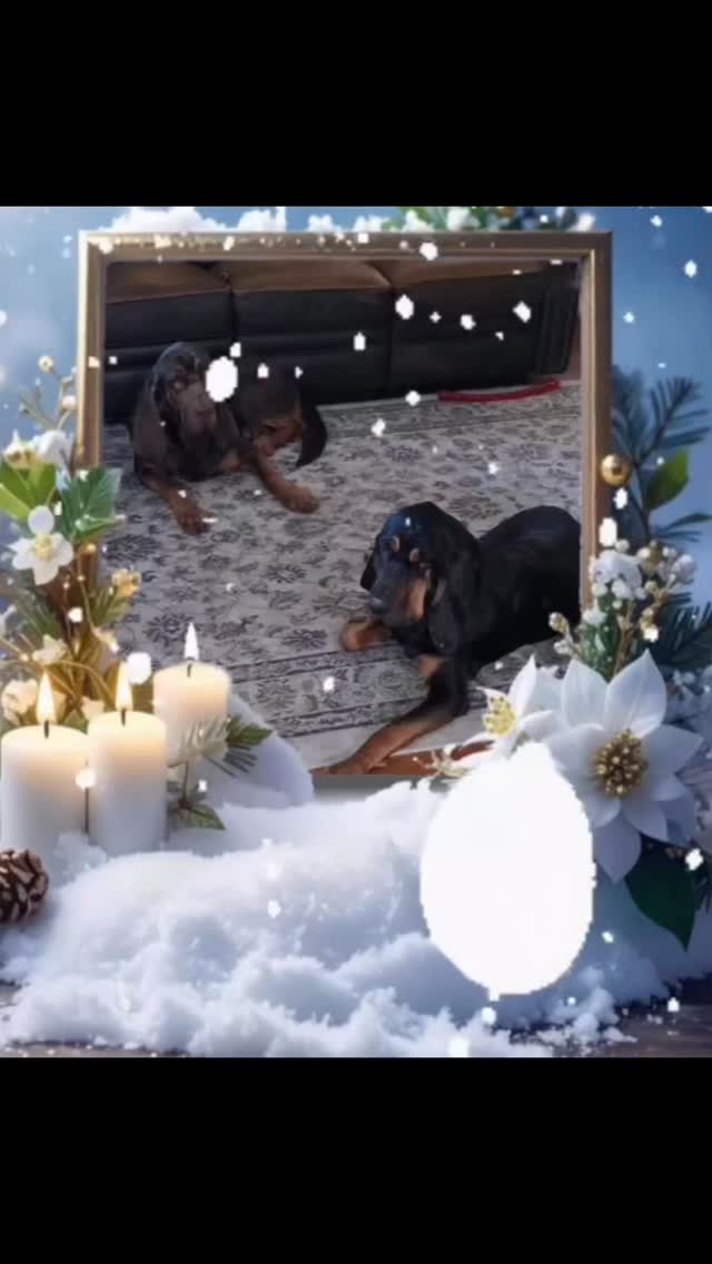 Happy Howlidays and Feliz naughty dog