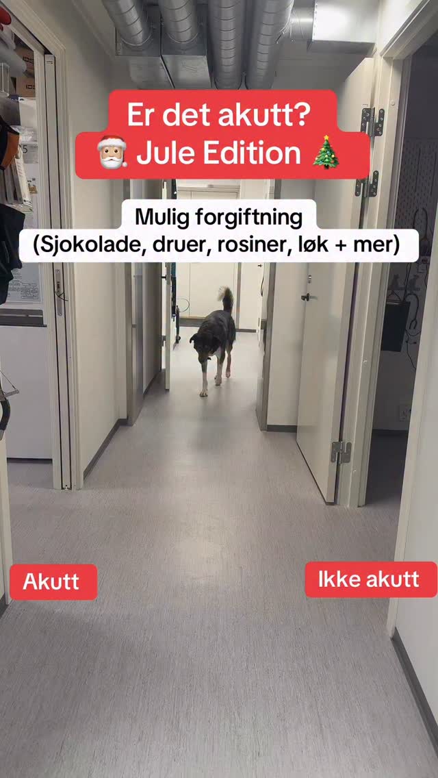 Når er det akutt – og når kan det vente? 🚑
Ikke alt haster, men noe gjør det. Riktig vurdering kan redde liv ❤️🐾 Ønsker alle en god og trygg jul 🎅🏼🎄