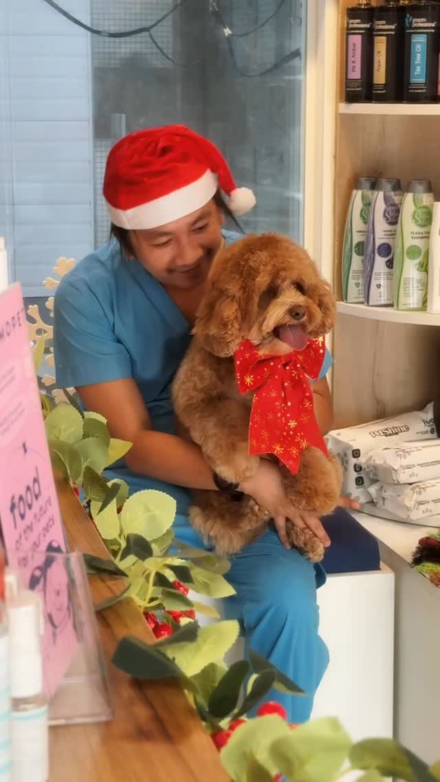 Holiday glow up before the Christmas cuddles begin! 🎄🐾 #tailwaggindubaihills #wagginized