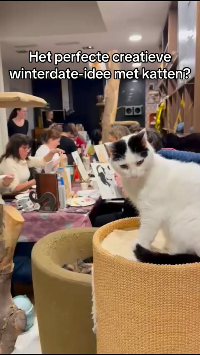 Het cozy seizoen is begonnen ✨
En op 8 februari kun je creatief worden tussen onze katten tijdens de Collage Workshop! ✂️🐱
Stuur dit naar die vriendin die altijd in is voor iets leuks 💛
#collageworkshop #kattencafe #creatieveworkshop #winterdate #alkmaar