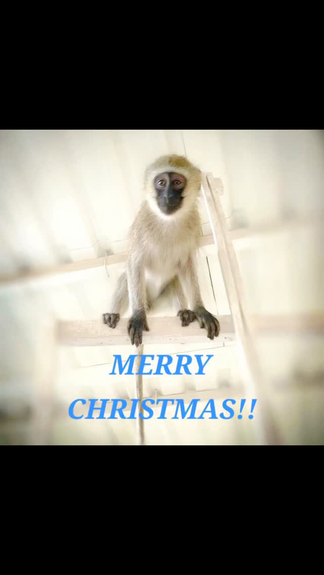 Merry Christmas everybody! Xxxx #merrychristmas #feelthelove #christmastime #christmastime