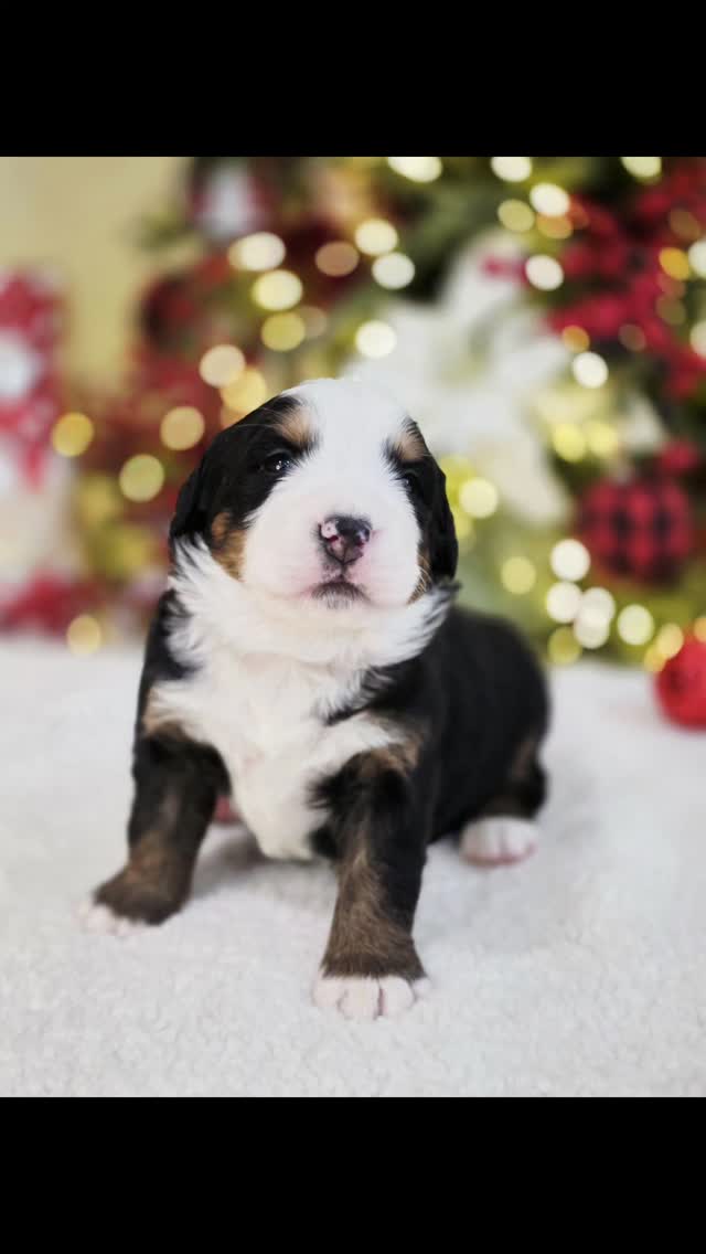 Blue boy at 3 weeks. He has a large Swiss kiss on his head.
#bernesepuppy #bernesemountaindog #bernesecorner #utahbernesemountaindog #bernese