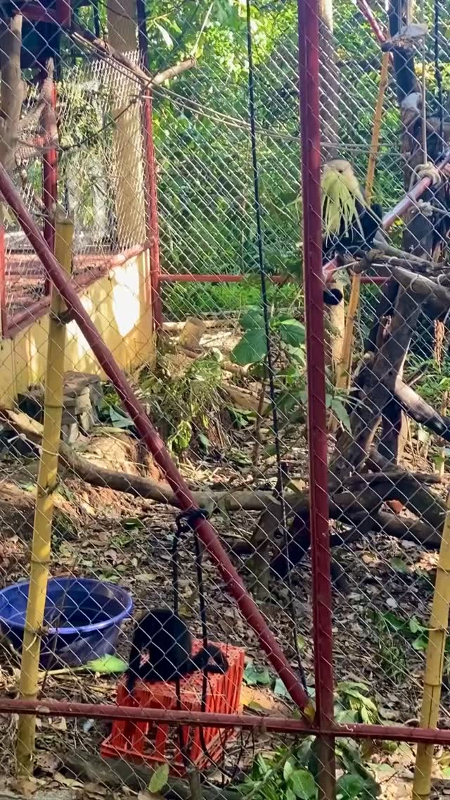 Monkey Mondays! Elda graduated this weekend to her big outdoor enclosure. She is joining Kunochi so we hope they will enjoy being together.
Elda has never experienced space like this before in her life. Though it will take some time to adjust, she is enjoying every inch of her space to stretch her monkey legs.
Melikkis is a fully licensed rescue and rehabilitation center that works under direct supervision of Primate specialists and Veterniarians.
Primates are wild animals NOT pets.
https://www.melikkis.org (link in bio)
#Morrillo #AdventureTraveler @kthg.mv #AdventurePanama #PanamaCulture #PanamaLife PanamaWildlife Capuchin World_Animal_Protection
PanamaWildlifeConservation @ProyectoPrimatesPanama @Aspvoice
RegenerativeTravel RegenerativeTourism TravelBetter
SustainableTravels EcoTourGuide SurfingLife Regenerate
AdventureTravelers AdventureTraveller AdventureTraveling
AdventureTravelFamily AdventureTravelFamily FamilyTravelAdventures FamilyTravelAdventure AdventurePanama