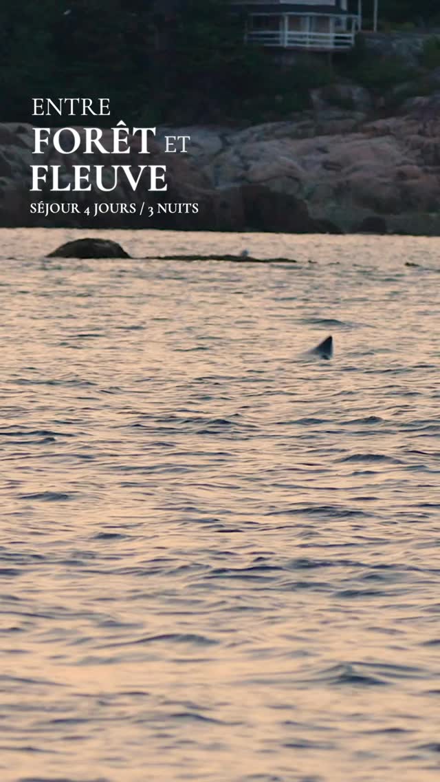 🌲🐋 Entre Forêt et Fleuve - 4 jours/3 nuits près de Tadoussac.
Saint-Laurent et baleines, immersion en forêt boréale, observation faunique, 3 nuits en micro-chalet, et le fjord du Saguenay pour finir.
Petit groupe (6 pers. max). Départs chaque lundi de mai à octobre.
Réservation sur notre site / Lien en bio
.
@cotenordquebec @tourismequebec @quebecmaritime @quoifaireauqc @dufleuve_