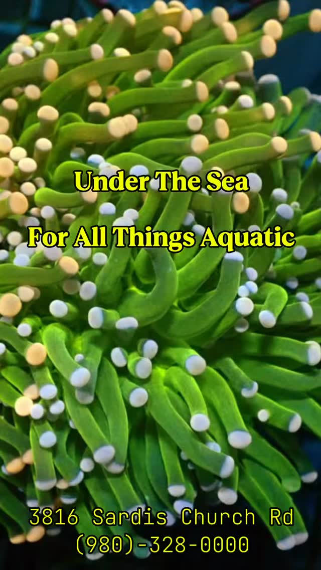Hey guys! 👋 Just a heads up that we’re having a sale at Under The Sea - 15% off all livestock until Jan 1st. Swing by the tank from 12-5 and grab something cool!
📍 3816 Sardis Church Rd, Monroe, NC 28110. Call us at (980) 328-0000 for more info. #reeftank #aquariumhobby #reefaquarium #coral #reefaddict
