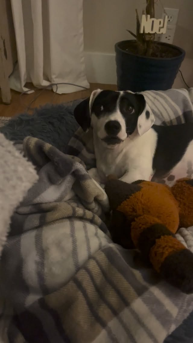 Sadie was telling me how she is NOT on the naughty list and is, in fact, on the nice list and so I should shut up.
#petsitter #asheville #dogsitter #dachshund #nicelist