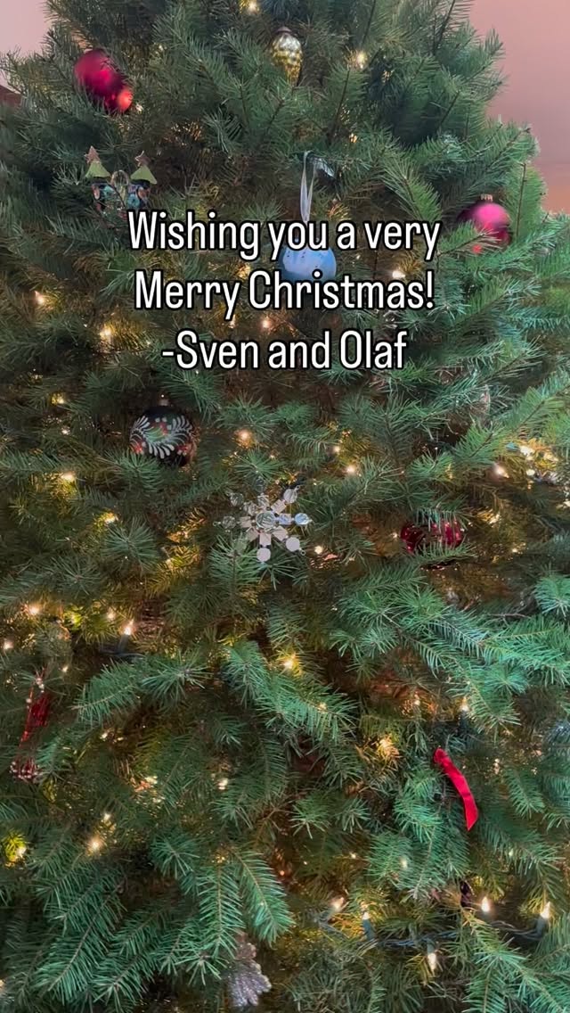 🎄Merry Christmas Friends!! 🎄
#dog #duck #dogsofinstagram #duckofinstagram #bestfriends