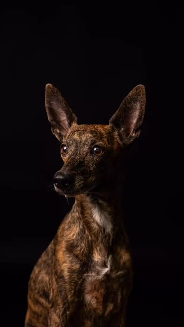 Der Dezember war intensiv –
viele Begegnungen, viele Charaktere
und jedes Tier mit seiner ganz eigenen Geschichte.
Katzen, die erst Abstand brauchten.
Hunde, die sofort Vertrauen geschenkt haben.
Und Momente, die man nicht planen kann.
Genau dafür liebe ich Tierfotografie.
Nicht für perfekte Posen,
sondern für das, was entsteht,
wenn man sich Zeit nimmt und nichts erzwingt.
Danke an alle, die mir ihr Tier anvertraut haben 🤍
tierfotografie
katzenfotografie
hundefotografie
fotografbrandenburg
haustierliebe