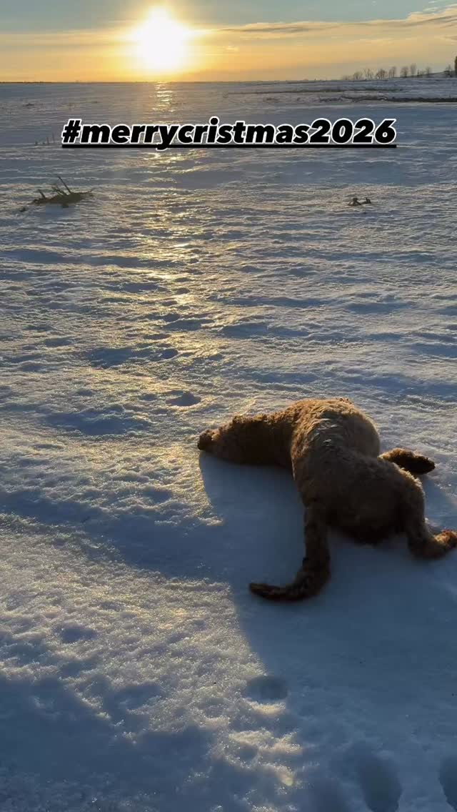 Merry Christmas everyone….we decluttered next week 😎