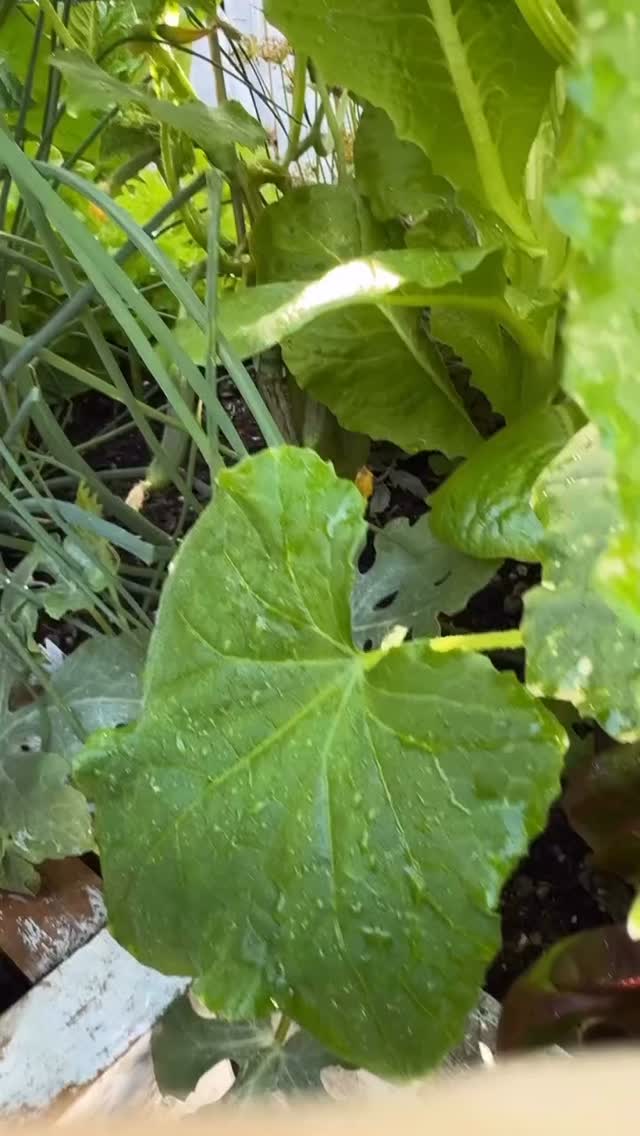Growing cucumbers vertically = more fruit, less space 🥒⬆️
If you’re short on room, this is your sign to install a vertical trellis or growing frame next season.
Cucumbers love to climb, and when they’re off the ground you get:
✔️ better airflow
✔️ cleaner fruit
✔️ easier harvesting
✔️ way more usable space
Hey, I’m Jenna. I’ve been veggie gardening for 20 years, and this is one of those things I wish I’d known when I started.
Hit follow for practical, beginner-friendly veggie garden tips you can actually use.