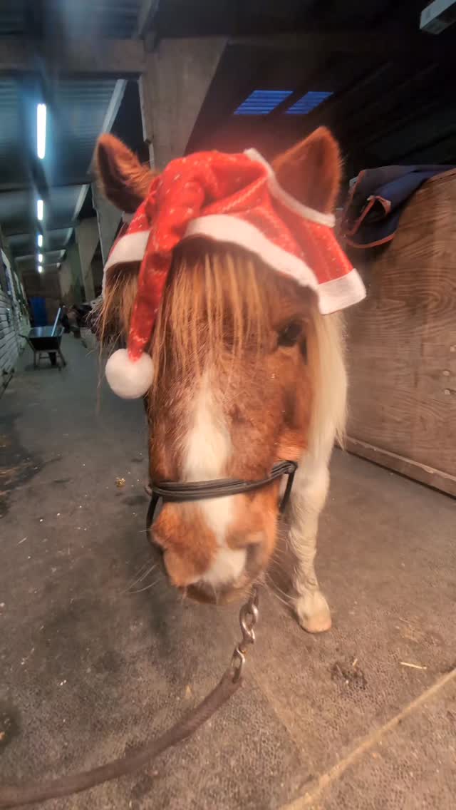 The horses are all ready for Christmas and we all had great fun at the Christmas party today 🥰 Hope you all have an amazing Christmas 🌲❄️⭐#horsesoftiktok #fyp #equine #equestrian #connemaraponies