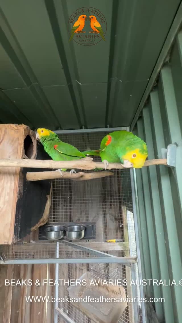 Buddy and Bonnie, today for Christmas, they were taking up a storm, then I got my phone out lol
https://www.beaksandfeathersaviaries.com/
#Doubleyellowheadedamazons #Doubleyellowheadedamazonschicks #amazonbabies #DYHAMAZONS #amazons #doubleyellowheadedamazon #DHA #doubleyellowheadedbaby