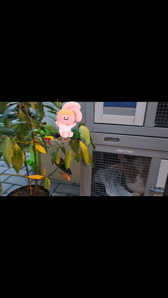 Good Night beautiful Maisey, a lovely flemish giant girl enjoying the luxury play time and accomodations, welcome to our bunny hotel at the Cool Bun sitters, she is beautiful 🐰♥️❤️💖
#thecoolbunnysitters #petsitting #bunnylovers #bunnysitting #bunny