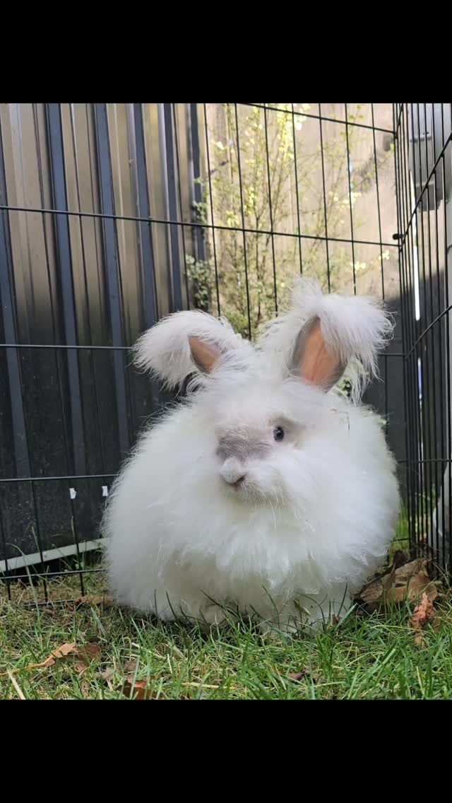 Good Morning Gorgeous Pom pom she is just having an early play time!! She is loving it and having a great time at the hotel, welcome Gorgeous fluffy girl
#thecoolbunnysitters #petsitting #bunnysitting #bunnysitting #rabbitsitting