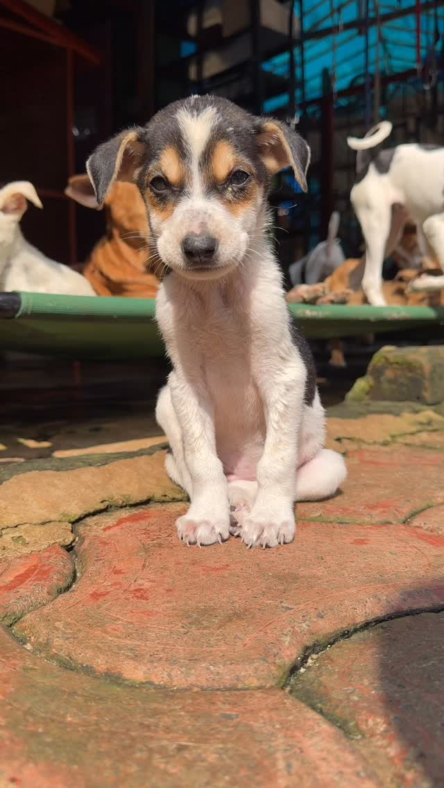 Lots of gorgeous puppy’s still at ARC waiting for Santa to kidnap them 🐶 🎅🏼
#animalrescue #animalshelter #dogsofinstagram #adoptdontshop #puppies