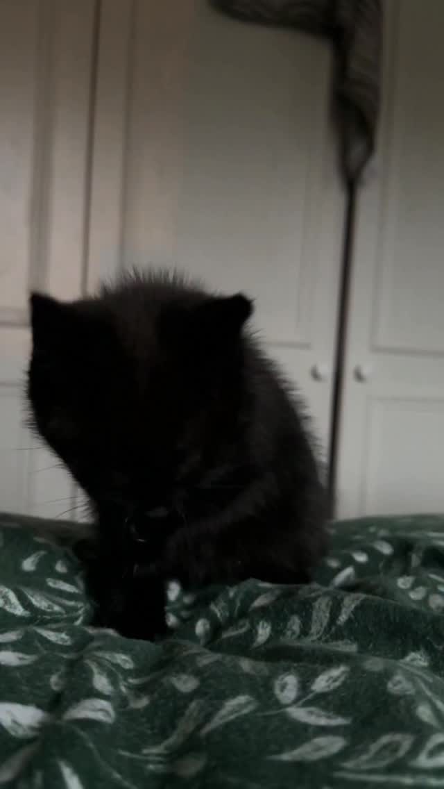 Robin has had a couple of busy days over the Christmas period 🎄😴
So far shes made friends with the fosters cats, chased her tail in circle several times, ate and played alot 💕#rescuecatsoftiktok #rescueanimals #cat #cattok #fyp #catrescue #adoptdontshop #adoption #leftpawcatrescue #catsoftiktok #kittensoftiktok #birmingham #rescuecats #adopt