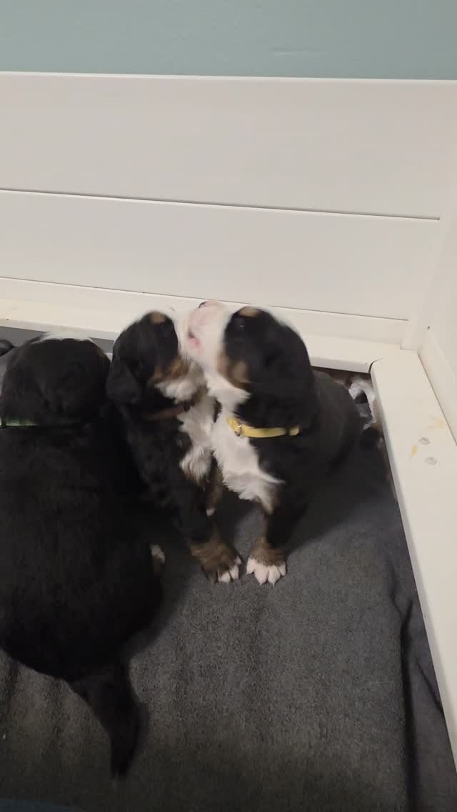 The puppies are getting so cute! They have started wagging their tails and wrestling! 🥰 This is the cutest wrestling match you have seen all day!
#bernesepuppy #bernesemountaindog #berner #bernesemountaindoglove #bernese