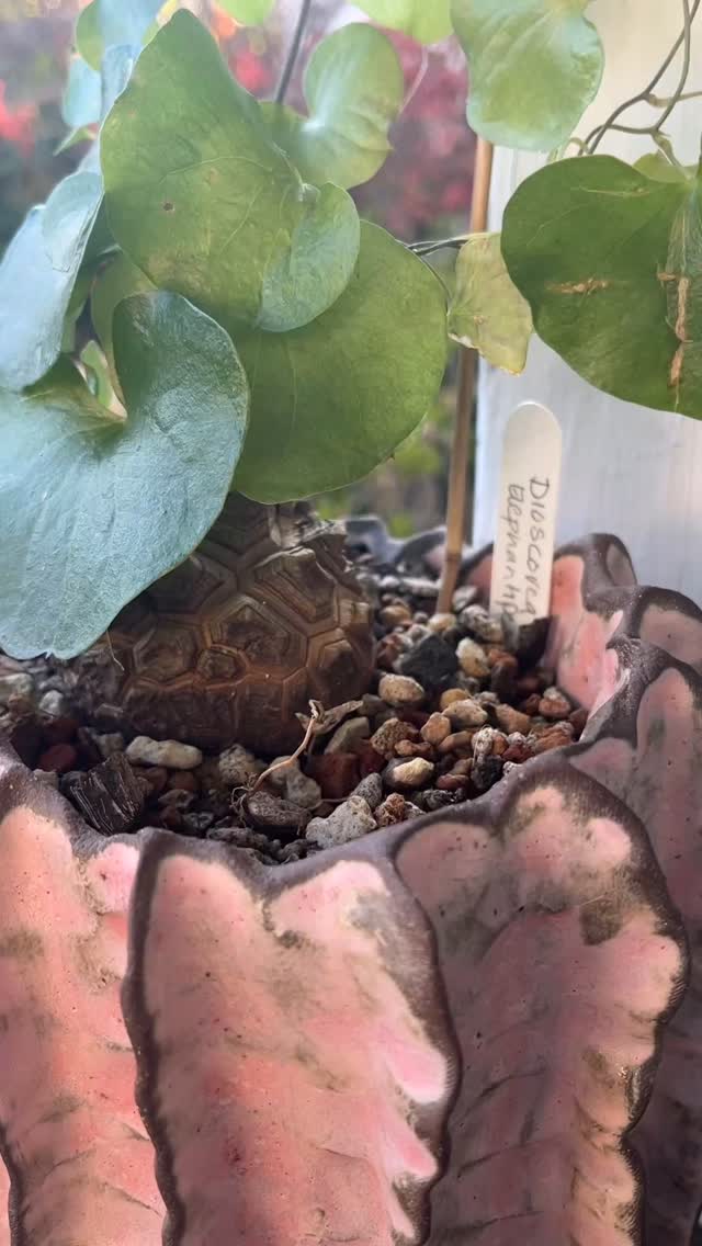 Another happy customer sent me this video of Dioscorea elephantipes on Christmas Day. Sometimes hard to find this plant is in the yam family with the caudex getting quite large. I wanted Chuck Berrys ‘Run Rudolph Run’, but couldn’t find it in Instagrams music catalogue. Happy Holidaze from the Dry Garden