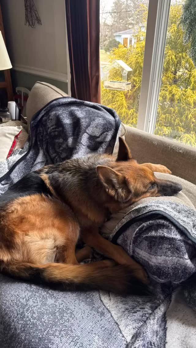 #sleepypuppy #dogs #dogsofinstagram #gsd #gsdofinstagram