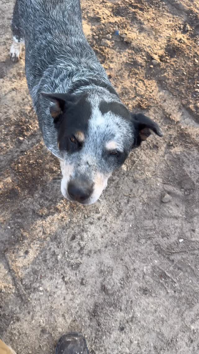 F600 Max Dumpster Pickup #dashawayjunkhauling #dashawaydumpster #dashawayhauling #austinjunkremoval #dashawayjunkhauling