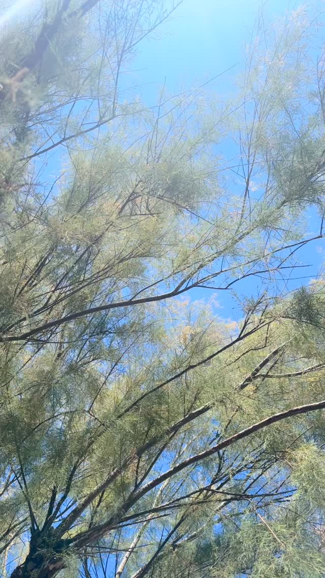 Rooted.
Quiet.
Endless.
Somewhere between walking and looking,
the beauty of trees reveals itself
in the branching of their branches,
in the way they reach for the light,
in their quiet presence.
Nothing to prove.
Everything to feel.
#trees
#treebeauty
#visualpoetry
#whereartmeetsnature