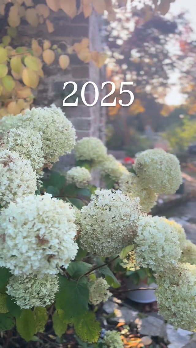 My version of a 2025 highlights reel: the sun dancing on a single leaf, golden hour spilling warmth across my garden, and the quiet moments where balance and joy found me this year in nature.
I can’t wait for more in 2026 🕊️