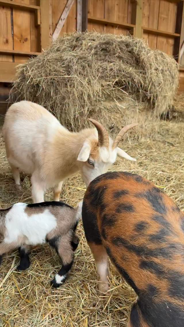 Piglets visit baby goats
#farm #homestead #farmlife #pig #goat