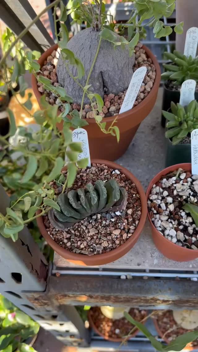 From Dioscoreas and Haworthias and that hard to find Rhipsalis paradoxa to plump Lithops those cute little Living Stones.