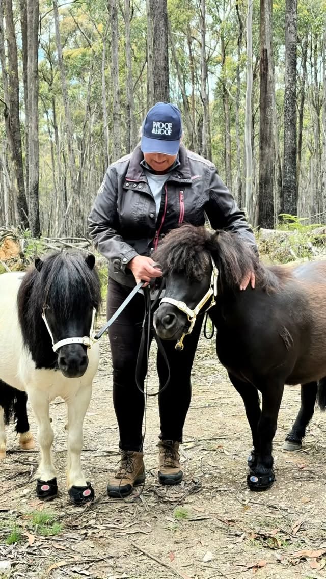 This is the way to do Christmas! Bush walk with Mav, Goose, George and Sam. Thanks Sam for sharing your boys for the day.
#bushwalk #shetland #shetlandpony #macedonranges #newbury