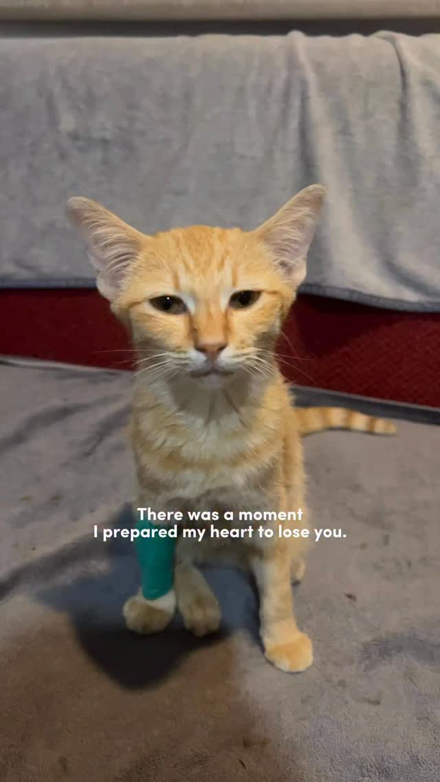 Honey got sick from FPV.
She fought and she’s healthy now 🤍🐾
#cat #catlover #catlife #catsofinstagram #cat