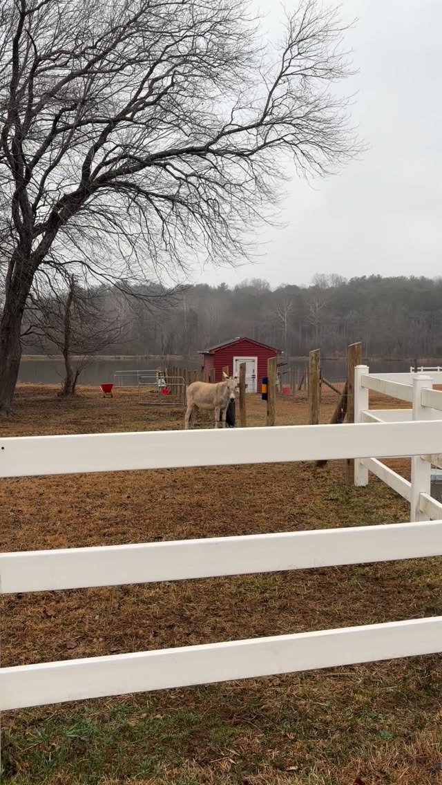 An unscripted look at life with the Sanctuary animals. We added SO MUCH fencing, so they can roam (almost) the full property. Instead, they full time try to escape 🫏 or get in the house 🐐. The 🐓 preferred the previous boundaries.
#animals #sanctuary #farmlife #ncfarms #rescue