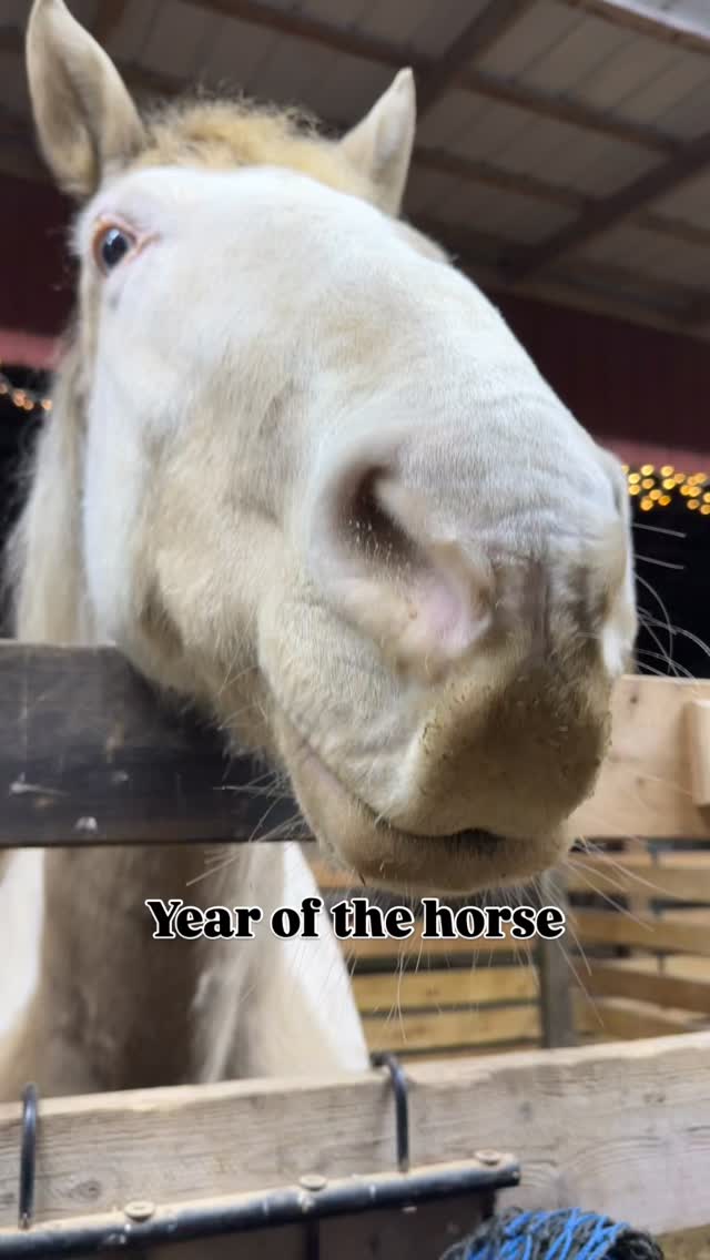 This is the Year of the Horse 🐎
A year of freedom, truth, movement, and heart-led living.
Horses remind us how to:
• listen without words
• move through emotion instead of storing it
• lead with presence, not force
• return to who we truly are
At Hosanna Horse Haven, we believe this is the year to come back to connection — with horses, with nature, and with yourself.
✨ Humans Healing Horses. Horses Healing Humans™
#YearOfTheHorse #HosannaHorseHaven #HorsesHealingHumans #EquineWisdom