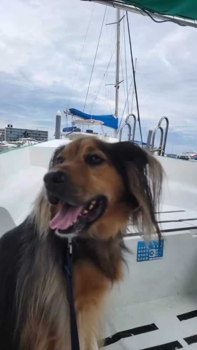 Stop making excuses for your “religious” level loyalty to force free dog training and accept that the world has checks and balances. The lies of the positive only community are coming to light. We’re sick of your BS.
#servicedog #worldtraveler #dogsofinstagram #forcefree #dogtraining @whereintheworldhaveibeen