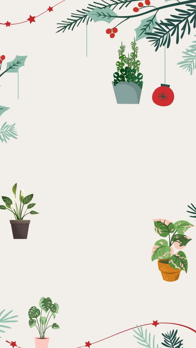 So grateful for this community this holiday season 🎄
Wishing you a cozy Christmas filled with plants & joy 🌿✨
#MerryChristmas
#ChristmasPlants
#PlantShopChristmas
#SeattleSmallBusiness
#ShopLocalSeattle
#PlantTok
#PlantLovers
#HouseplantClub
#BooshNursery
#holidayvibes