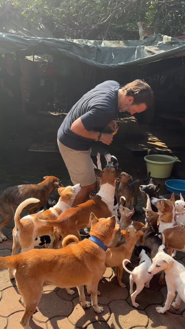 Can we have your attention please!!
#animalrescue #animalshelter #dogsofinstagram #adoptdontshop #puppies