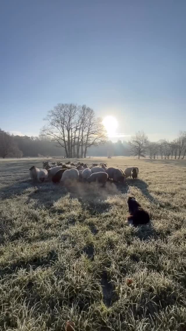 Mijn jaar met de schapen 🙏🐑❤️