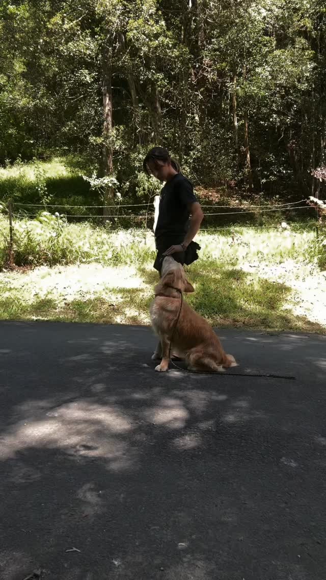 Cold rainy days mean underground carparks ☔️ Tuesday (missing Frank and Lyra because they get their own vid) @clevercanineco.sarah