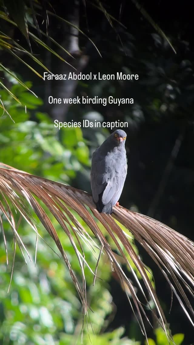 Just wrapped up a week in gorgeous Guyana with @leon_moore_nature_experience - so many birds! Please enjoy this highlight reel, photos to follow eventually. In order of appearance they are:
~ Slender-billed Kite
~ Blue-and-yellow Macaw
~ Orange-breasted Falcon
~ King Vulture
~ Double-toothed Kite
~ Yellow-billed Jacamar
~ Painted Parakeet
~ Red-and-green Macaw
~ Guianan Cock-of-the-rock
~ Sun Parakeet
#birding #birdsofguyana #guyana #visitguyana
