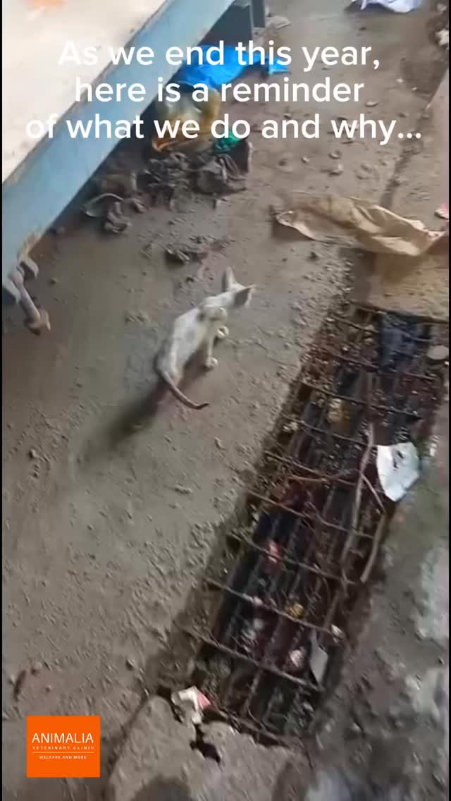 A reminder of what is important in life - helping others ….
#animaliauae #uae #loveuae #cats #animals animalwelfareinschools communitycats animalrescue abudhabi animalcare vetclinic veterinaryhospital veterinaryclinicmastersurgeon surgery adoptdontshop catadoption education animaliapaws animalwelfareabudhabianimalwelfareeducation youthprograms sustainability yearofcommunity uae2025 @dofeuk @animaliauae