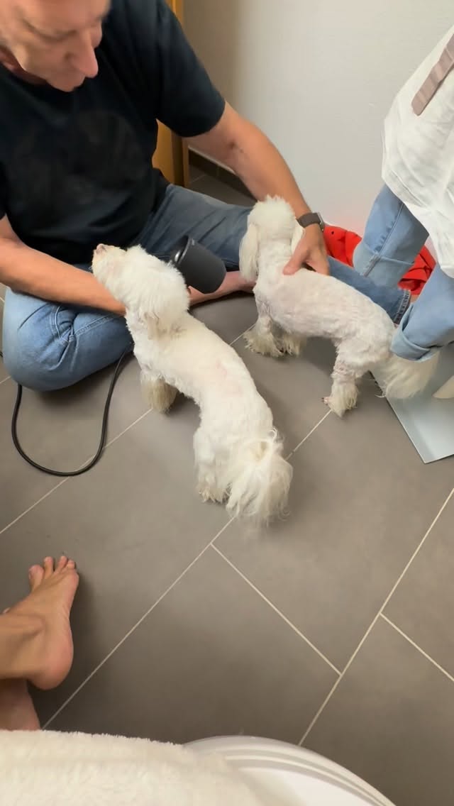 #grooming #hundesalon #luzern #grooming_luzern #maltese