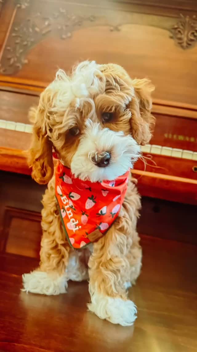 Australian Labradoodles, raised as part of our family.
At Southern Meadows Australian Labradoodles, raising puppies isn’t just what we do — it’s part of our everyday life. Our puppies are raised in our home, surrounded by gentle structure, early socialization, and real-life moments from day one.
We’re intentional about how our Australian Labradoodles are raised, focusing on temperament, confidence, and connection.
If you’re beginning your search and are drawn to a family-raised Australian Labradoodle, we’d love to connect. 🐶
➡️ Learn more via the link in our bio.