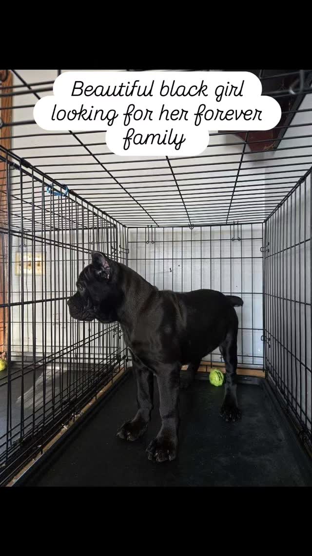 #dogsofinstagram #doglife #akc #canecorso #blessed
