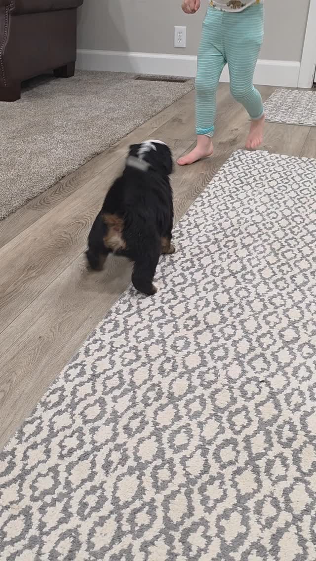 Cute boy and puppy playing! Also listing to those cute barks! 🥰
#bernesemountaindog #berner #puppylove #puppylife #puppygram
