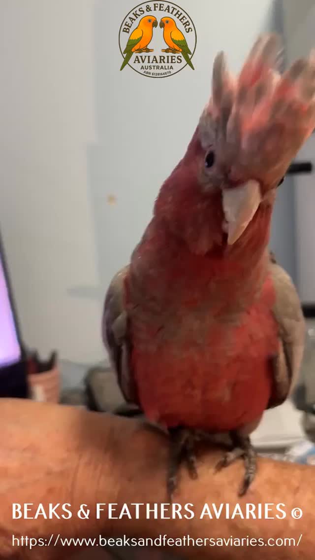 Gizmo the Baby Galah is such a little character, who loves head scratches and cuddles; there are just not enough of them as far as Gizmo is concerned. Follow us along for Gizmo videos to come of head scratches and cuddles, coming soon 🥰
https://www.beaksandfeathersaviaries.com/
#Galah #Galahbaby #Galahlove #Galagcoudles #Galahheadscratches