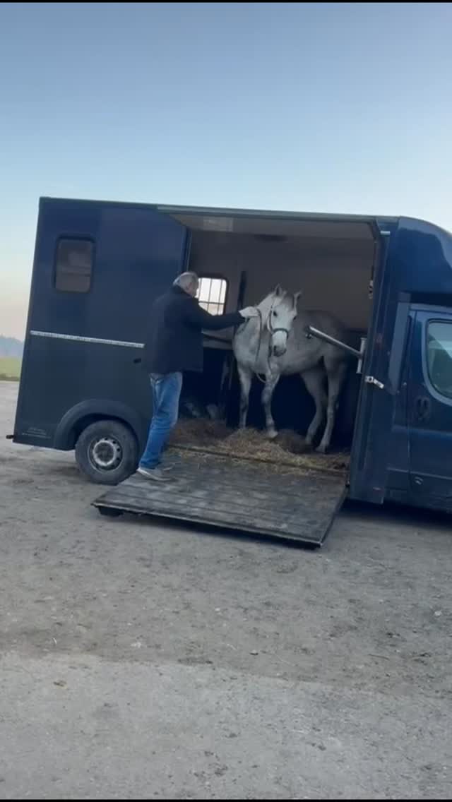 Ein neuer Lebensabschnitt für Carla 🇨🇭
Sicher in der Schweiz angekommen und liebevoll empfangen.
Wir wünschen viel Freude, Erfolg und viele schöne Momente zusammen.
Solche Wege zeigen, wie wichtig eine ehrliche Ausbildung, Zeit und Vertrauen sind.
Alles Gute für die Zukunft 🍀
#pferdeausbildung #verkaufspferd #neueszuhause #springpferd #pferdeverkauf #horsemanship#maresilange