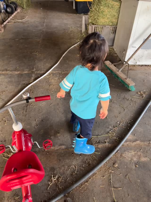 He knows exactly where one of our hens likes to lay her eggs!