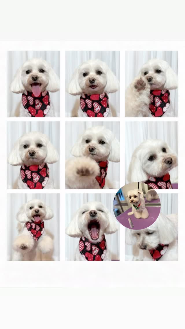 #hundesalon #luzern #grooming_luzern #hundesalonluzern #maltese